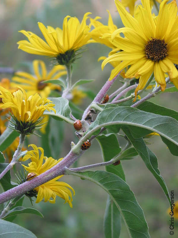 Photo of Yellow Daisies with Ladybugs(2974)