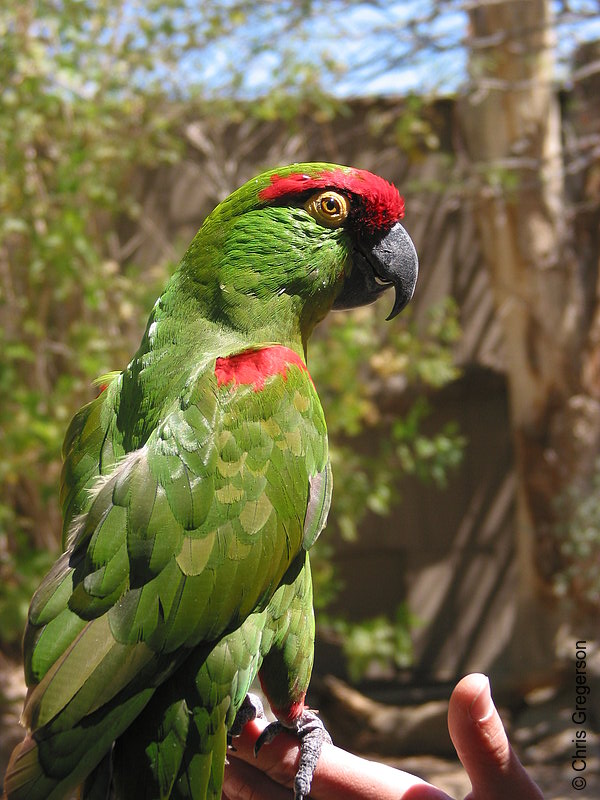 Photo of Parrot(3010)