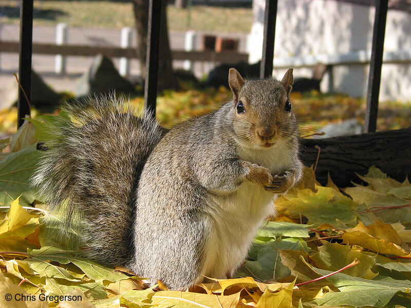 Photo of Squirrel in Autumn Leafs(3028)