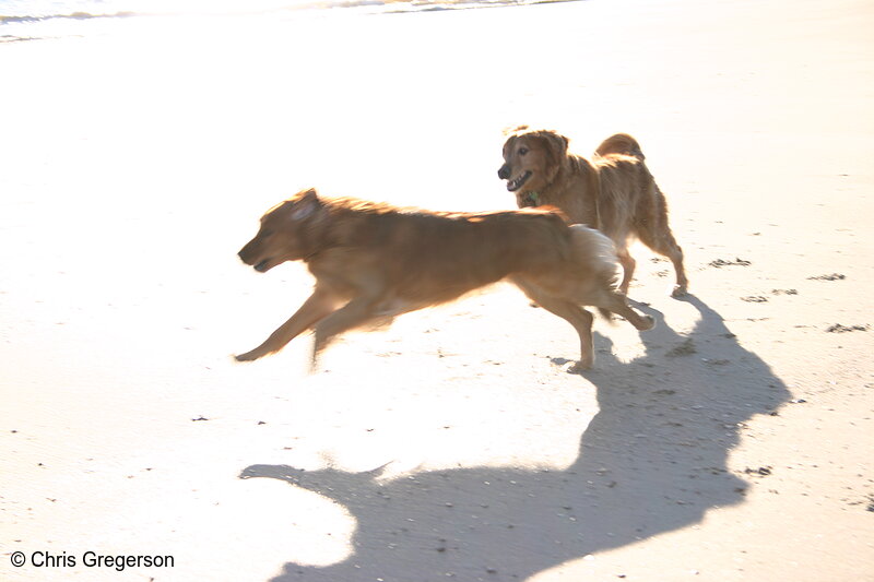 Photo of Dogs Playing (Golden Retrievers)(3035)