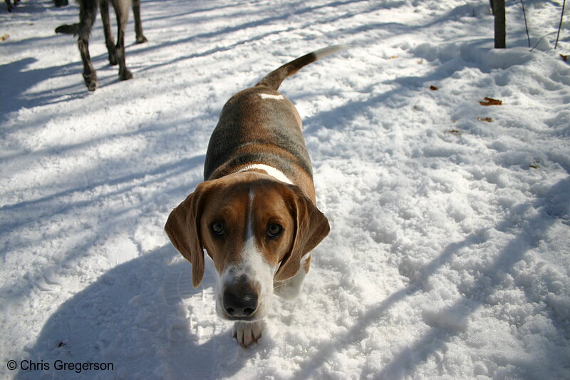 Photo of Beagle Basset Dog(3106)