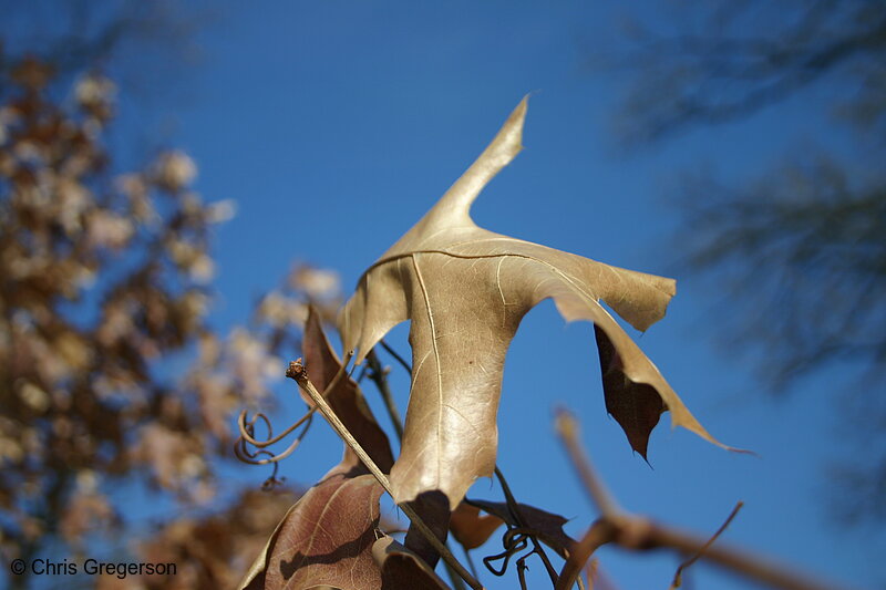 Photo of Dried Elm Leaf(3110)