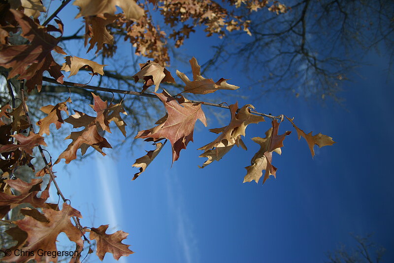 Photo of Persistant Fall Leafs, Bare Tree Branches(3111)