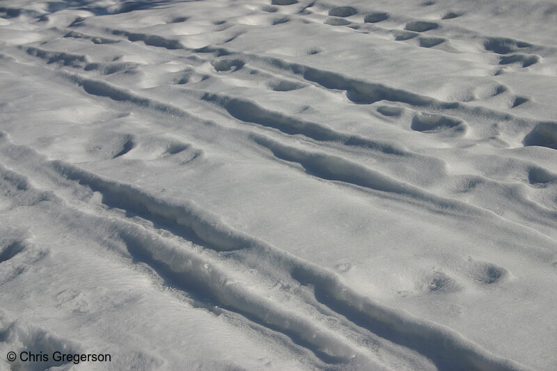 Photo of Footprints and Ski Tracks in Snow(3113)