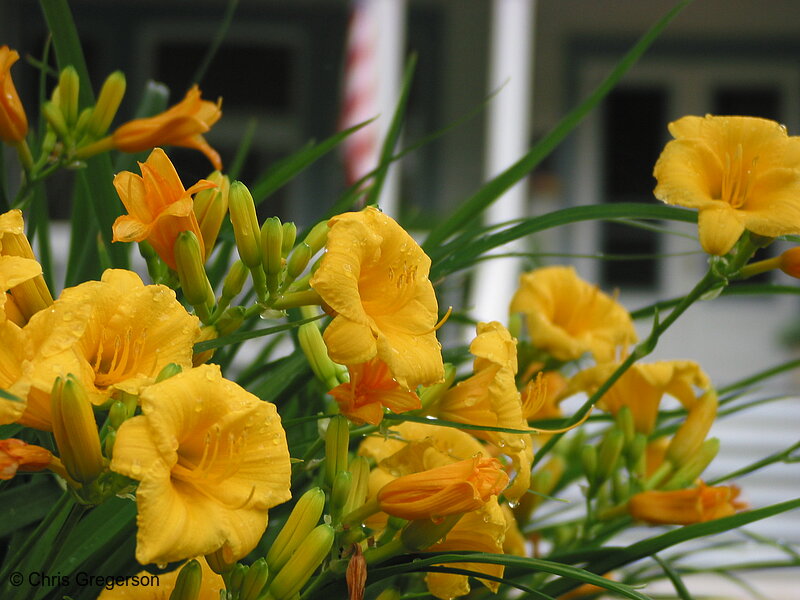 Photo of Yellow Flowers on Linden Hills Blvd.(3139)