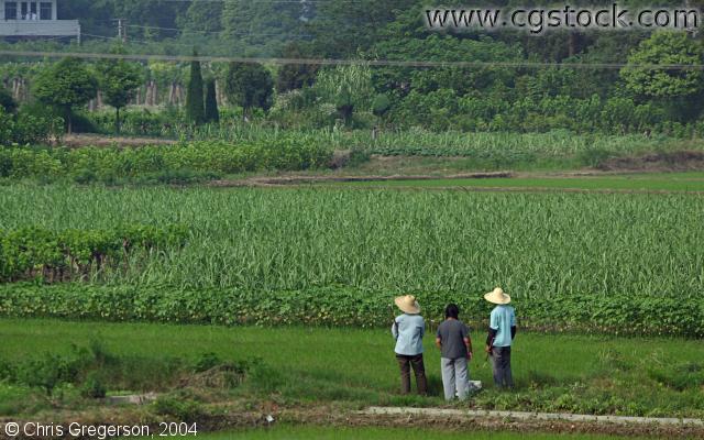 Photo of Workers and Farm Field(3465)