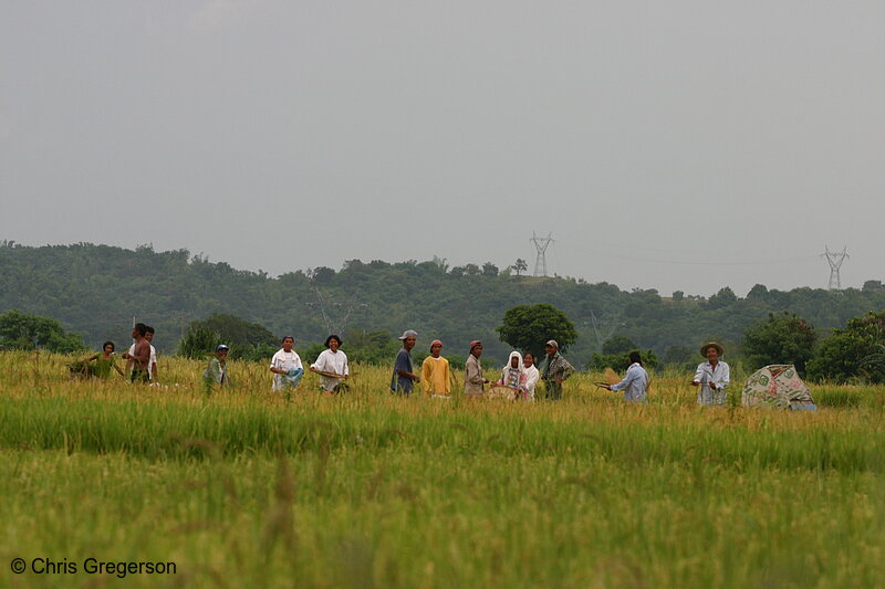 Photo of Philippine Workers Harvesting Rice(4168)