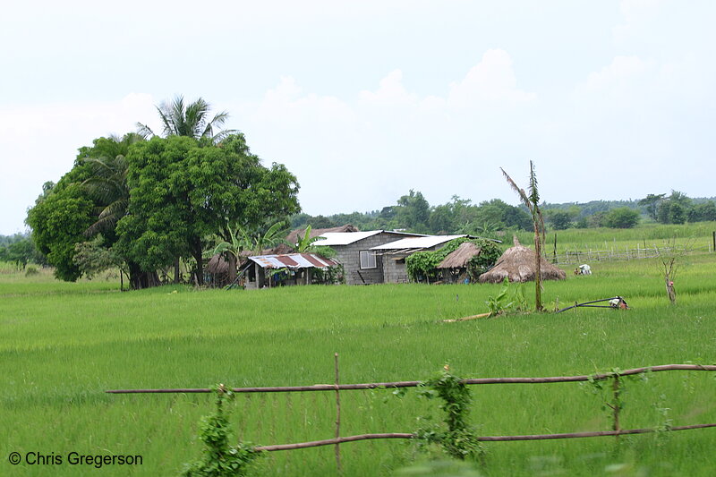 Photo of Farm and Rice Fields, the Philippines(4202)