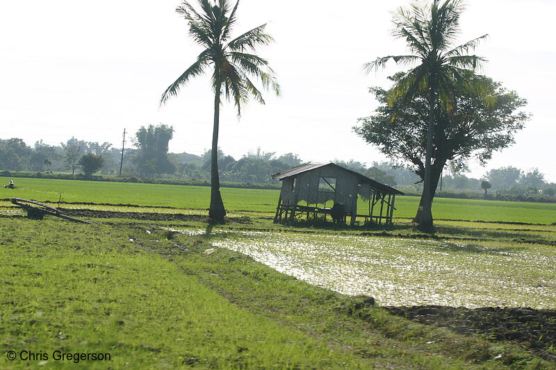 Photo of Filipino Rice Farm and Banana Trees(4344)