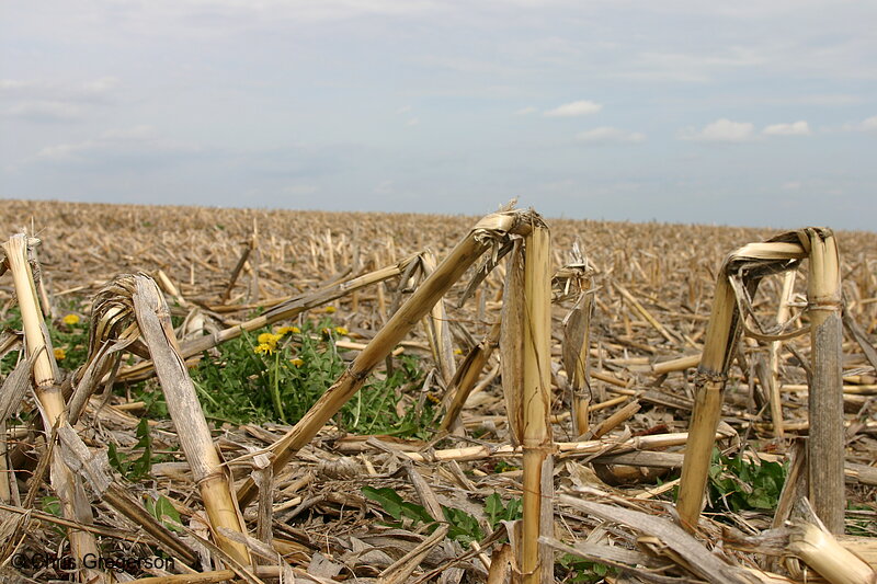 Photo of Corn Field after Harvest(4510)