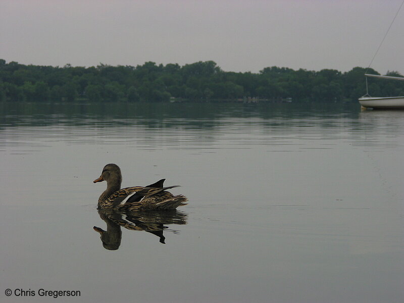 Photo of Duck on Lake Harriet(5245)