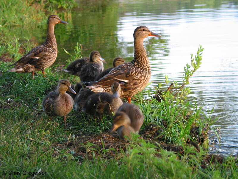 Photo of Family of Ducks on the Lakeshore(5256)