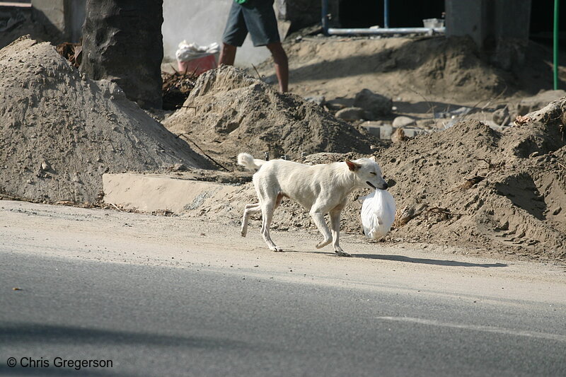 Photo of Dog Carrying a White Plastic Bag on the Street Near a Construction Site(5275)