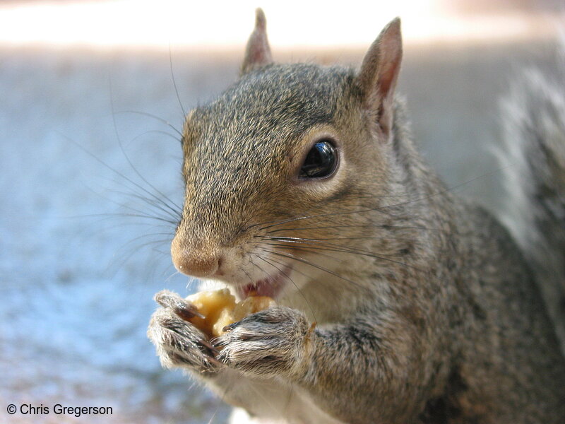 Photo of City Squirrel Eating a Walnut(5329)