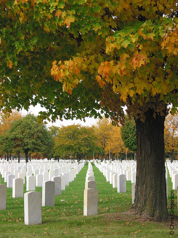 Photo of Graves and Trees at the Fort Snelling National Cemetery(5352)
