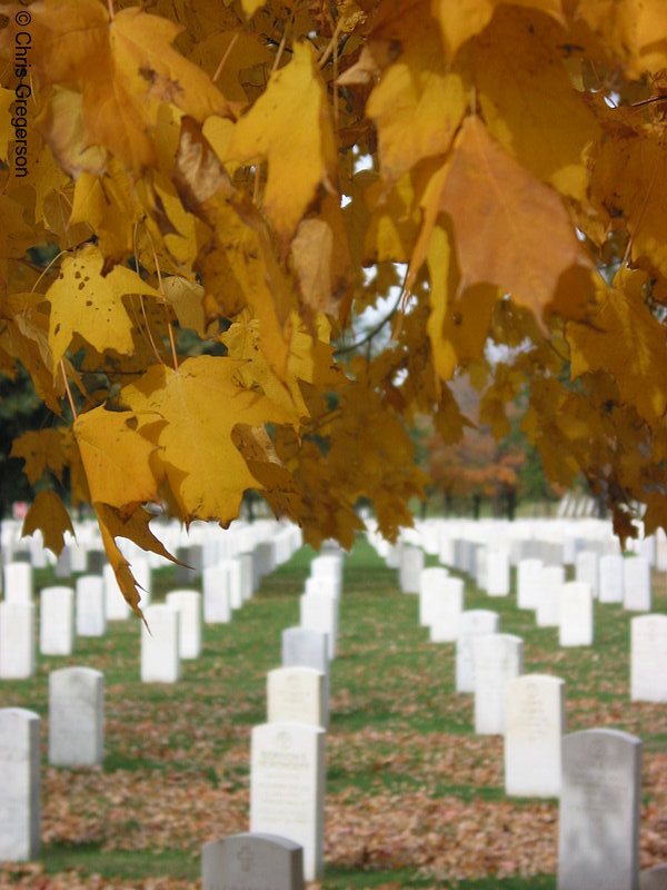 Photo of Yellow Leafs and Grave Markers, Fort Snelling National Cemetery(5356)