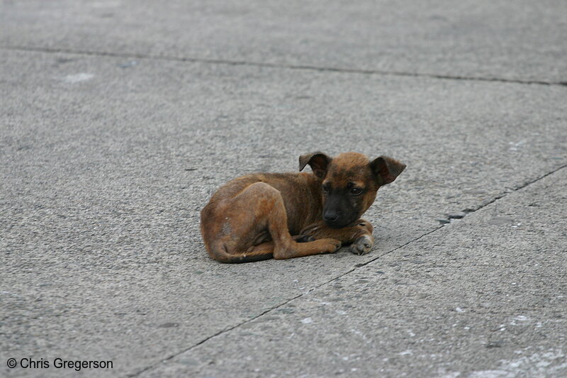 Photo of A Sick Dog Alone in the Streets of Balibago(5364)