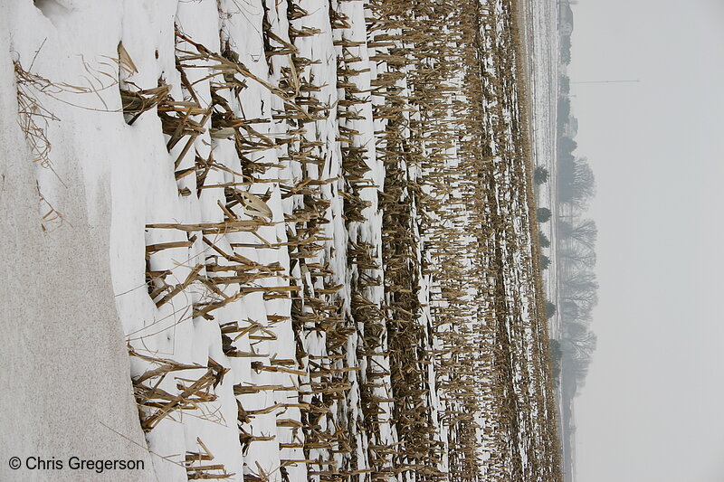 Photo of Snowy Corn Field in Winter(5477)