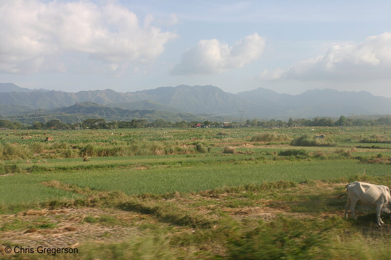Photo of Farm Fields in Ilocos Norte, the Philippines(5520)