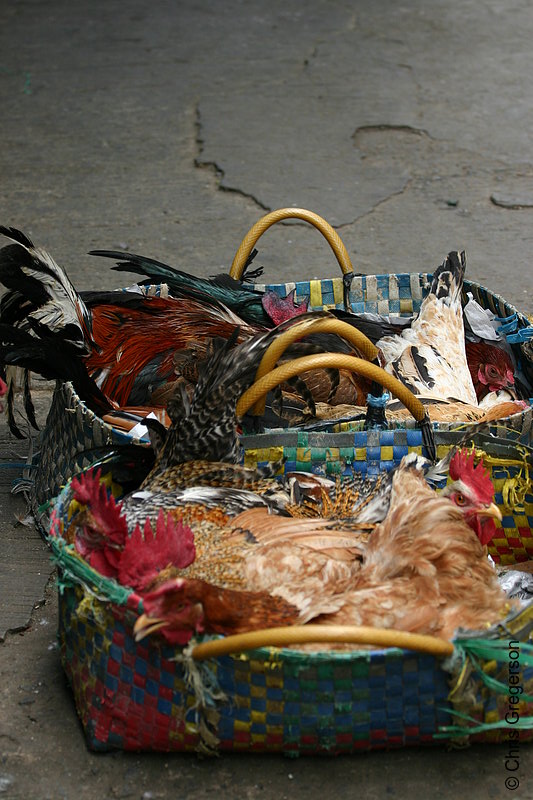 Photo of Two Bayongs Filled with Tied Native Live Chickens in Baguio Public Market, the Philippines(5774)