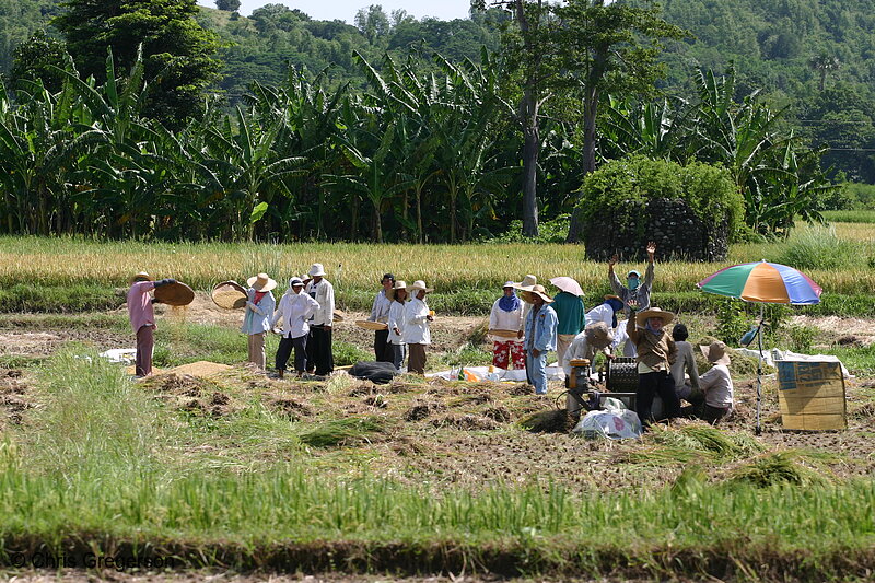 Photo of Farm Laborers in Badoc, Ilocos Norte, Harvesting Rice Manually(6180)