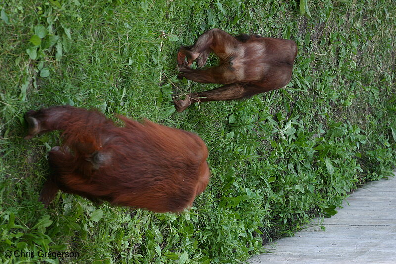 Photo of Orangutans at the Como Park Zoo(6412)
