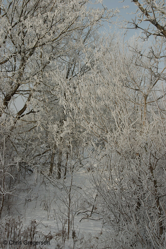 Photo of Tree Branches Covered with Winter Frost(6512)
