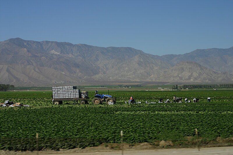 Photo of Farm in Imperial Valley, California(6853)