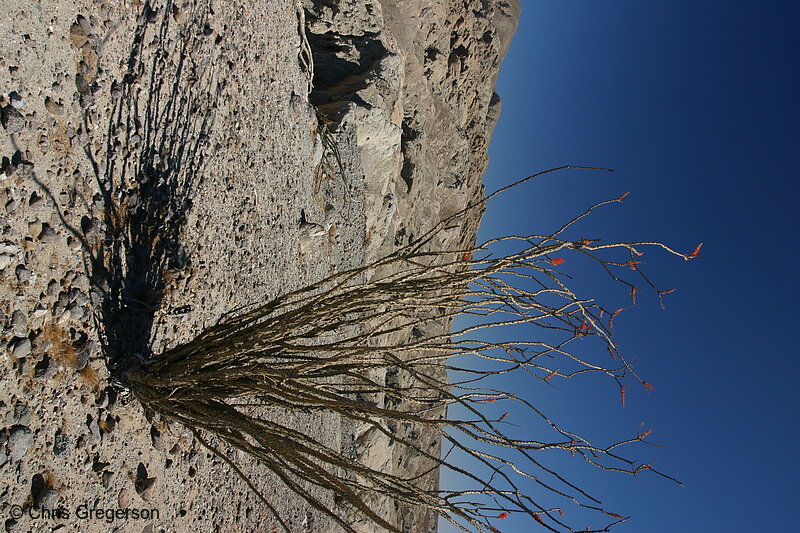 Photo of Ocotillo Plant, Anza-Borrego Desert State Park(6854)