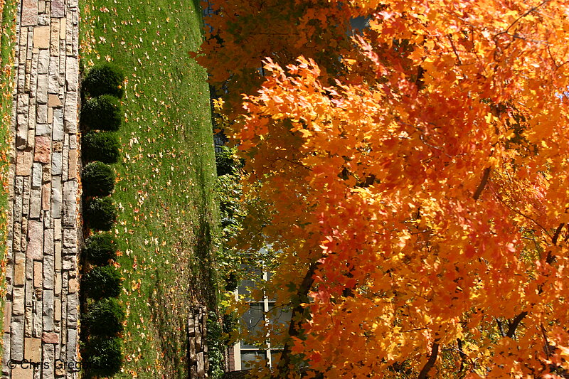 Photo of Fall Colors and Landscaped Yard(6957)