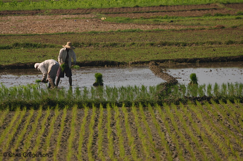 Photo of Planting Rice in the Philippines(8120)