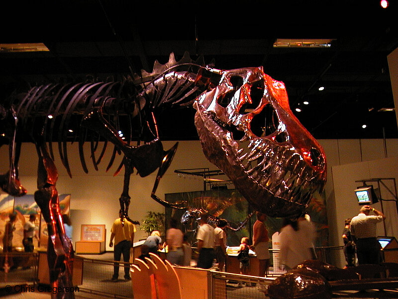 Photo of Kinetosaur at the Science Museum of Minnesota(833)