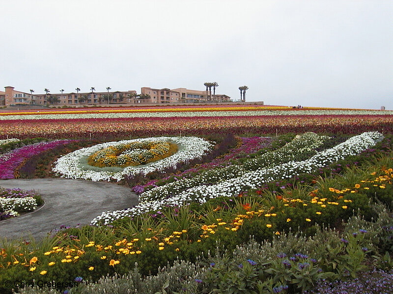 Photo of The Color Project at the Flower Fields(1440)