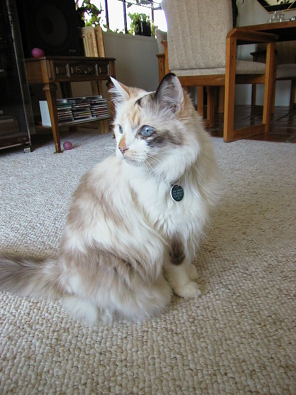Photo of Angel the Cat(1451)