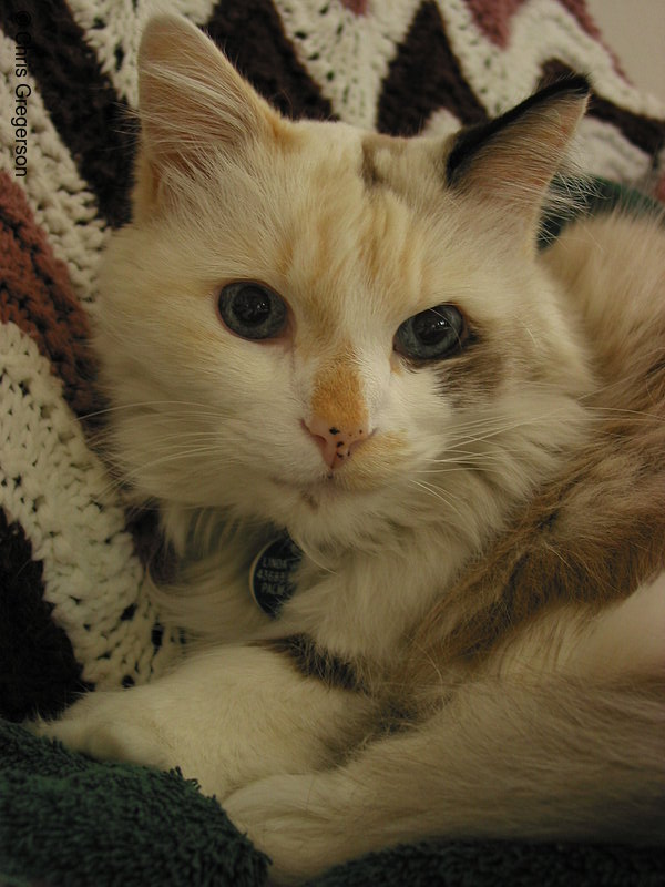Photo of Angel the Cat(1716)