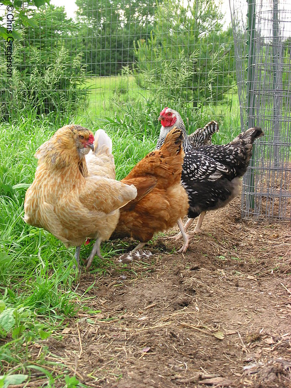 Photo of Chickens(2132)