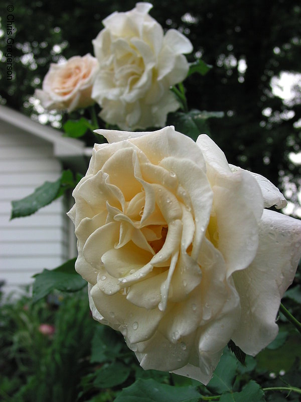 Photo of White Roses(2134)