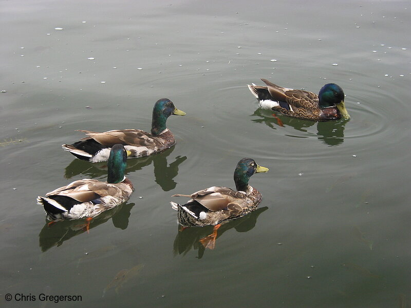 Photo of Mallard Ducks Leaving(2164)