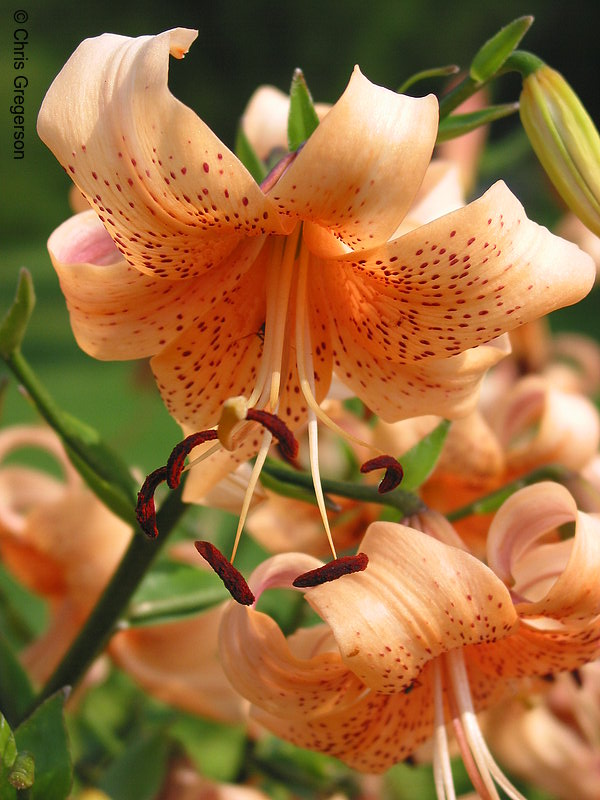 Photo of Stargazer Lily or Tiger Lily(2178)