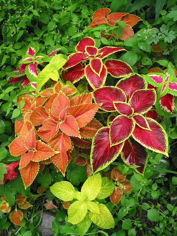 Photo of Colorful Plants(2181)