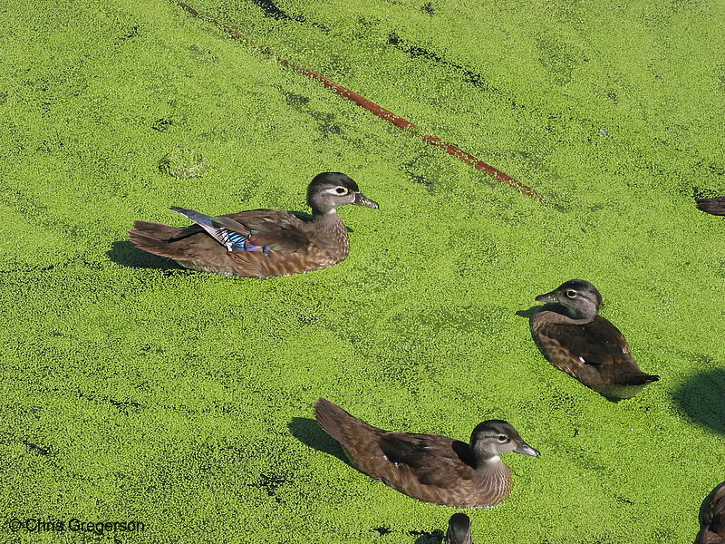 Photo of Ducks in the Calhoun Settling Ponds(2185)