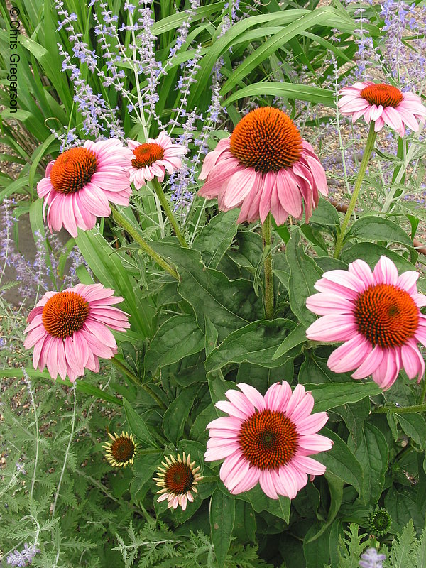 Photo of Echinacea Flowers by Lake Harriet(2226)