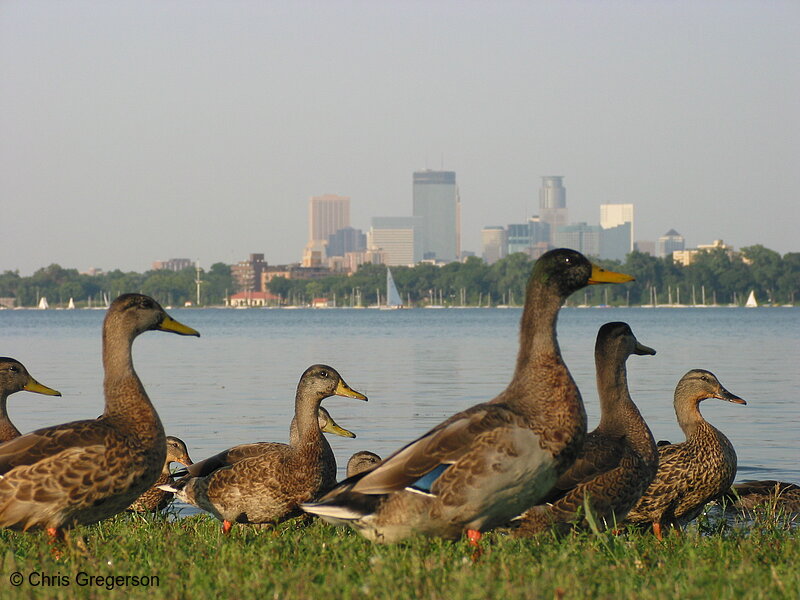 Photo of Ducks at Lake Calhoun(2313)