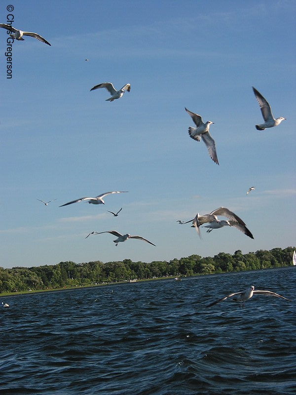 Photo of Seagulls Flying at Lake Calhoun(2317)