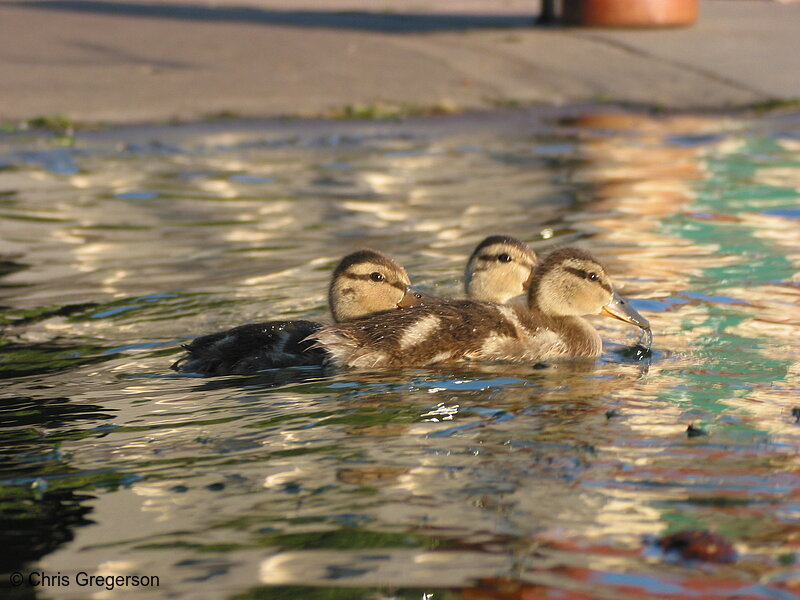 Photo of Ducklings(2320)