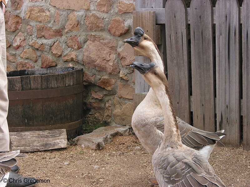 Photo of Brown Geese, Minnesota Renaissance Festival(2367)