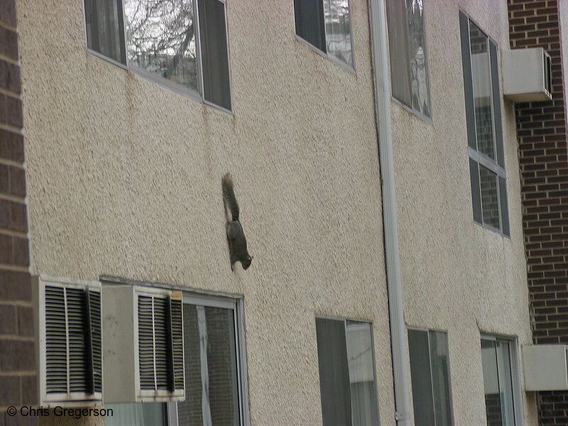 Photo of Squirrel Climbing Down a Stucco Wall(2515)