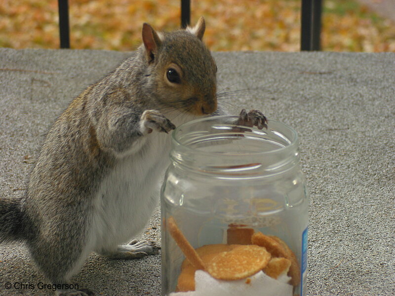Photo of Squirrel and a Cookie Jar(2517)