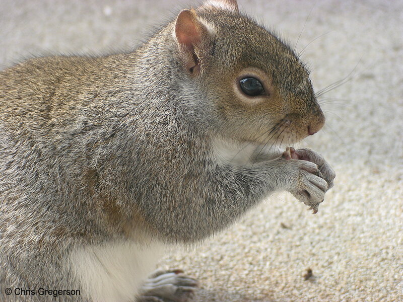 Photo of Close-up of Squirrel Eating with his Paws(2522)