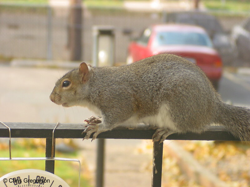 Photo of Squirrel on a Railing(2523)